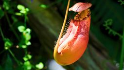 Las especies carnívoras son perfectas para el hogar y una excelente opción para decorar