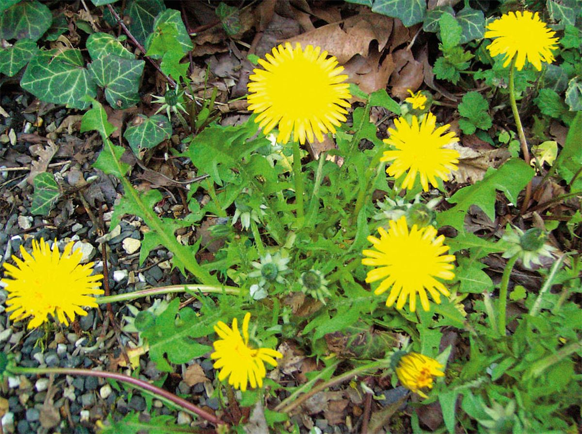 La planta de diente de león es una bendición del jardín, que todo el mundo debería aprovechar. La planta de diente de león es una bendición del jardín, que todo el mundo debería aprovechar.