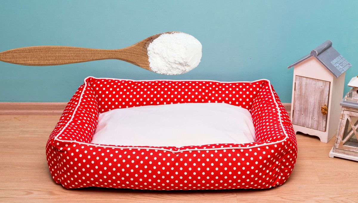 Por qué hay que poner bicarbonato en la cama de tu mascota y para qué sirve