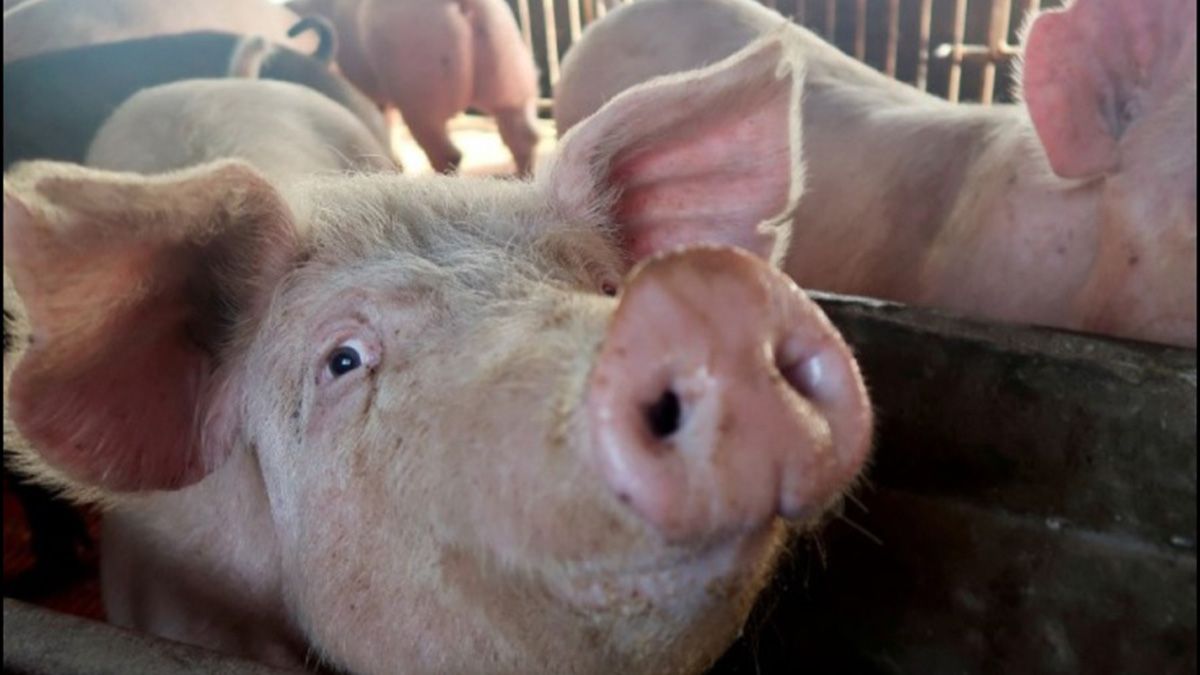 La triquinosis es un parásito que se encuentra en la carne de cerdo. La triquinosis es un parásito que se encuentra en la carne de cerdo.