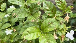 Truco de jardinería: cómo recuperar una planta de jazmín que tiene hojas con manchas marrones Truco de jardinería: cómo recuperar una planta de jazmín que tiene hojas con manchas marrones