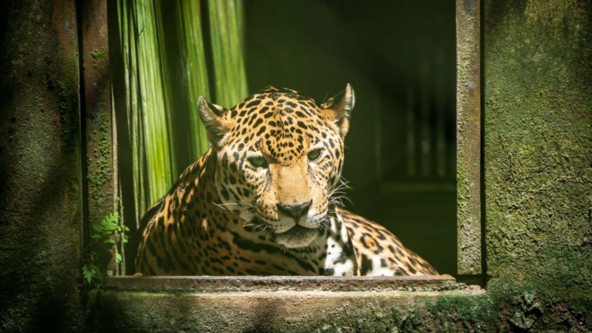 La Alianza contra los Delitos contra la Naturaleza busca terminar con las redes delictivas que atentan contra el ambiente. (Foto: Alamy)