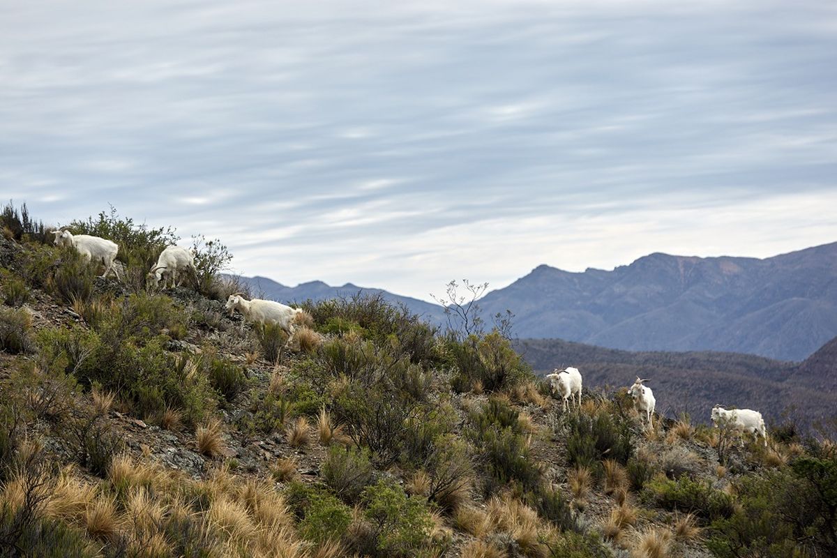 Estos fondos nacionales permiten la recuperación, fomento y desarrollo de la actividad caprina. Estos fondos nacionales permiten la recuperación, fomento y desarrollo de la actividad caprina.