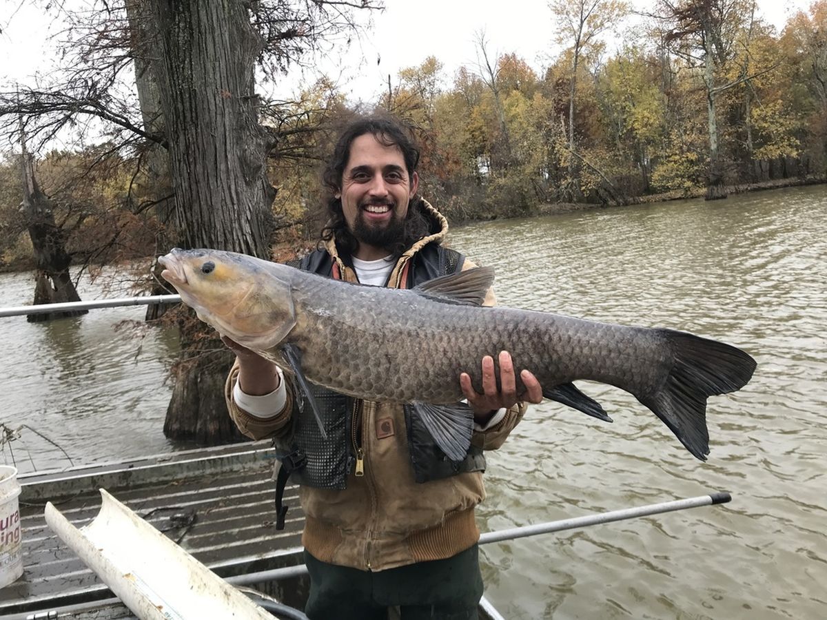 El pez carpa puede tomar dimensiones increíbles. El pez carpa puede tomar dimensiones increíbles.