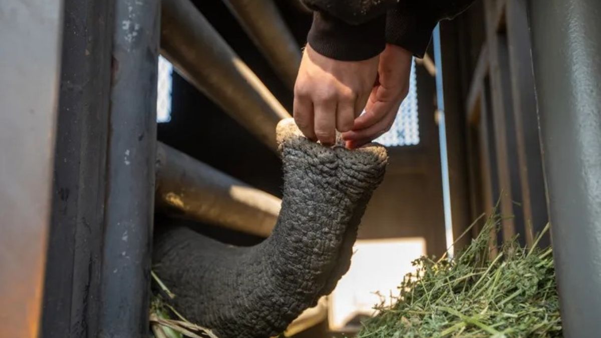 Kenia se acercaba todo el tiempo a la valla, en el santuario. Kenia se acercaba todo el tiempo a la valla, en el santuario.