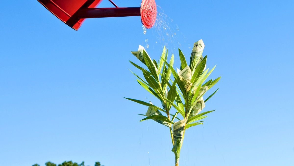 Uno de los principales cuidados del naranjo es su riego. Uno de los principales cuidados del naranjo es su riego. 