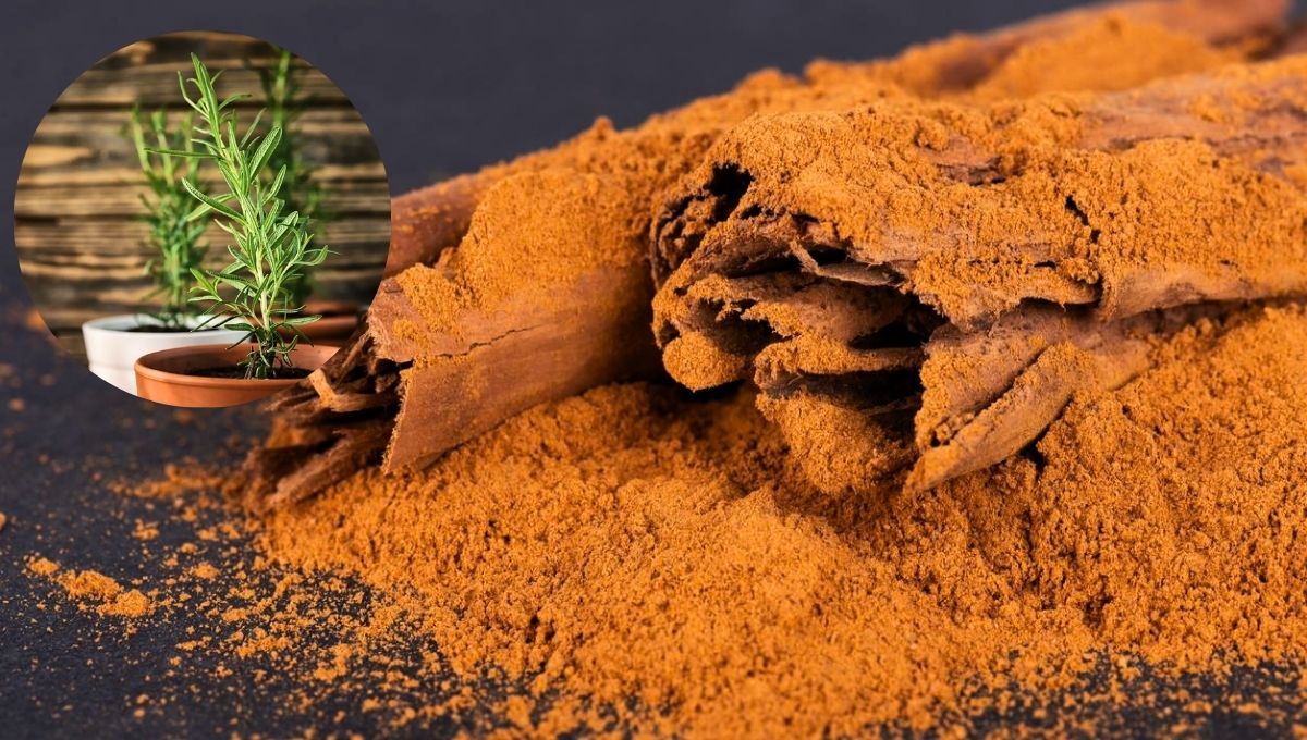 Esparcir canela sobre la planta de romero puede darte grandes beneficios