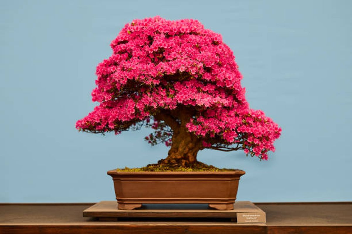 El bonsái se destaca entre las plantas que se deben podar en otoño. El bonsái se destaca entre las plantas que se deben podar en otoño.
