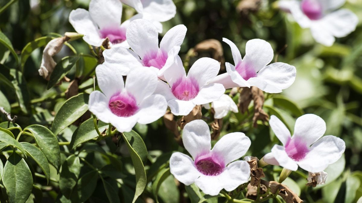 Ni buganvilla ni glicina: la planta de flores preciosas que llena de vida los muros de tu jardín