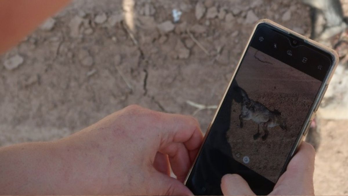 Según los últimos datos actualizados (abril 2023), desde que se creó la RAMFA en julio de 2019, hay más de 5800 animales registrados. (Foto: RAMFA) Según los últimos datos actualizados (abril 2023), desde que se creó la RAMFA en julio de 2019, hay más de 5800 animales registrados. (Foto: RAMFA)