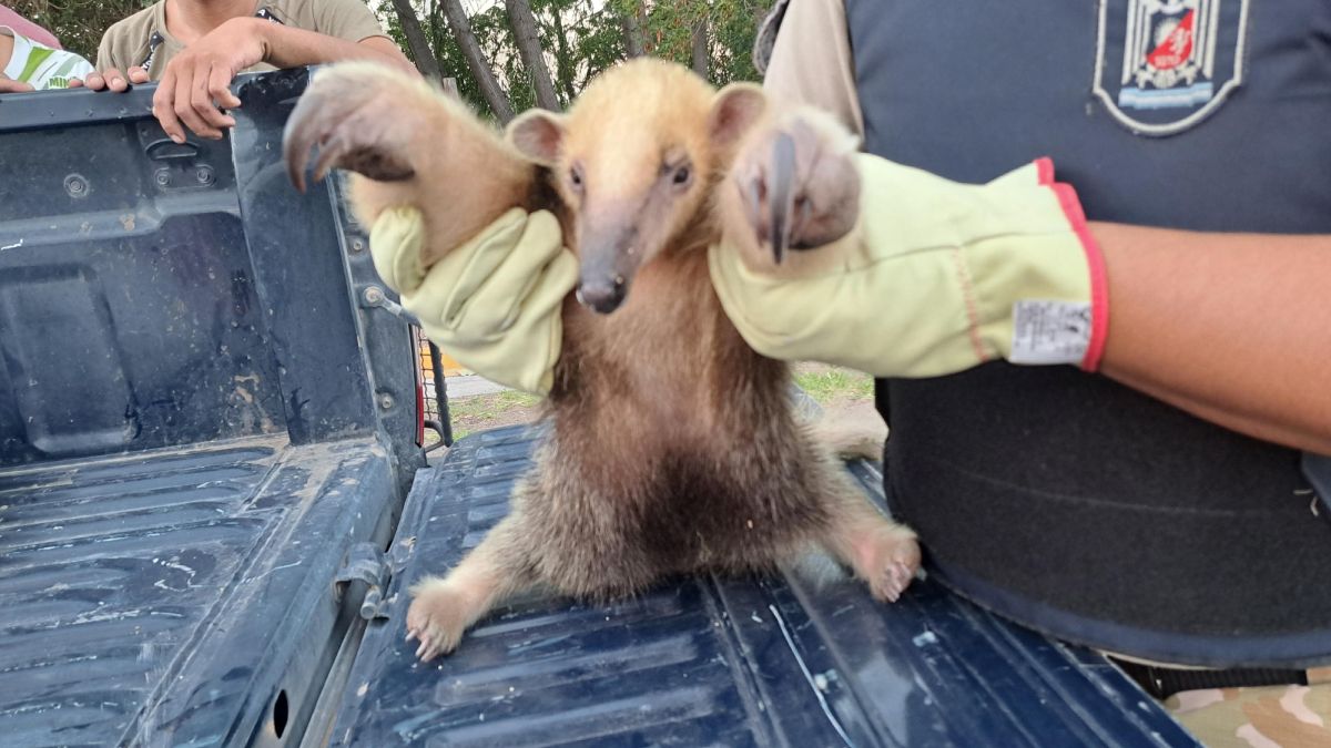 El osito melero fue encontrado en una finca de Junín por unos chicos que lo vieron en las compuertas de un canal de riego.
