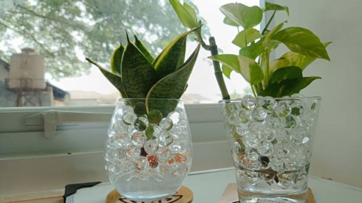 Ni potus ni sansevieria: estas son las mejores plantas para tener en un recipiente con agua
