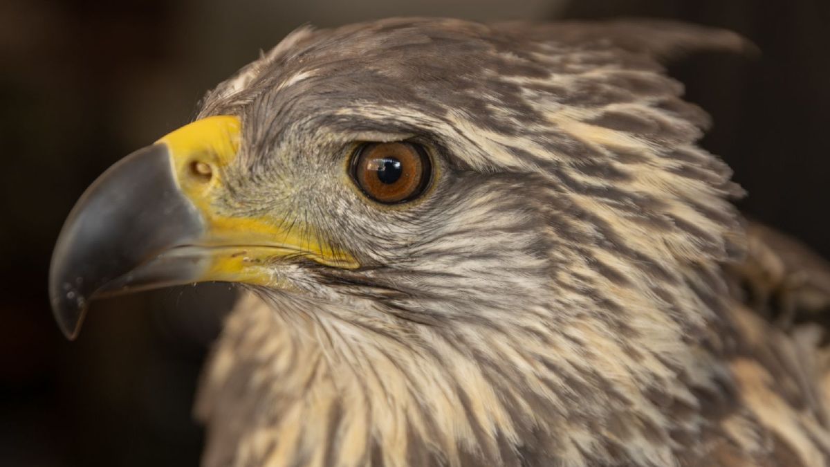 Liberaron a un águila coronada que fue operada en Buenos Aires en la  reserva natural de Ñacuñán