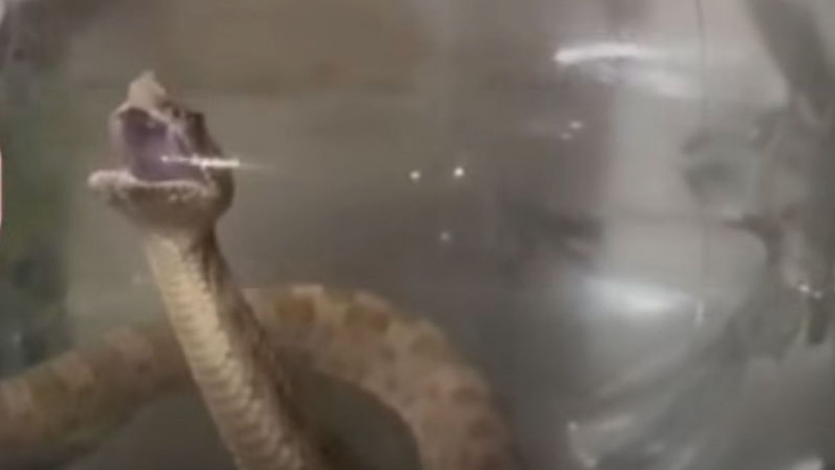 Un hombre fue mordido por una serpiente venenosa en Uspallata y quedó internado
