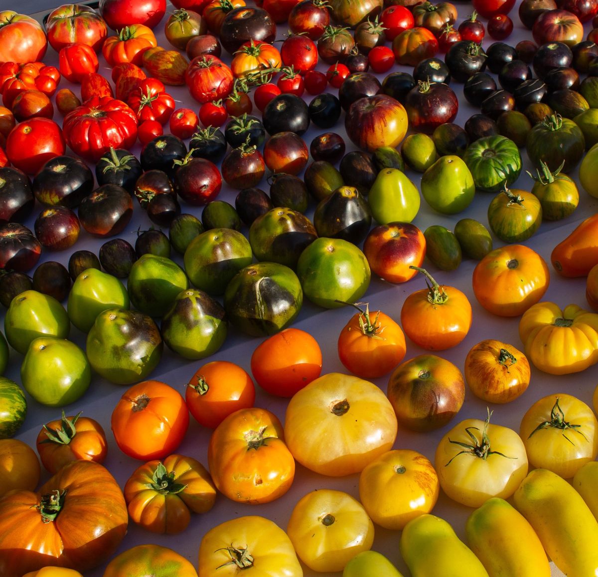 La segunda edición del Festival del Tomate reunió a cientos de personas