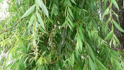 Si quieres cultivar este árbol, es necesario seguir una guía de cuidados.