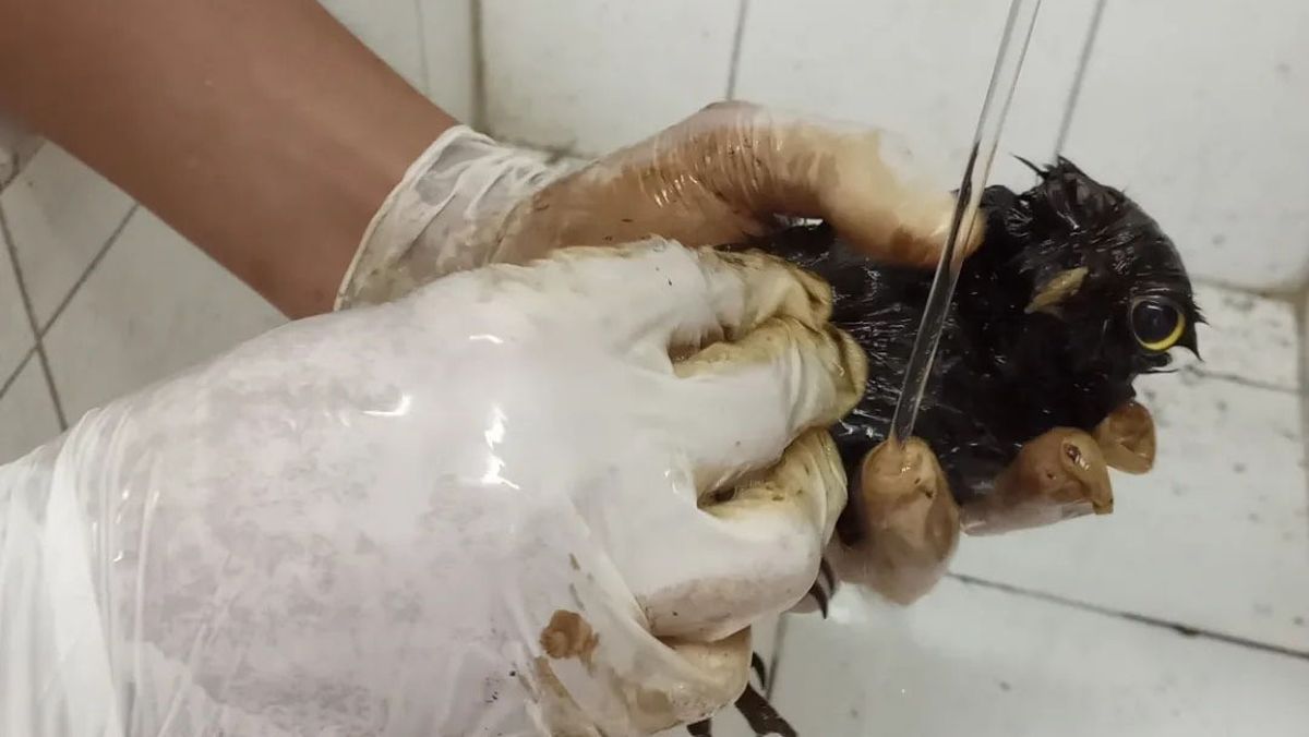 Las tres estuvieron en tratamiento, las bañaron varias veces y les cortaron plumas para sacarte la brea, pero no fue suficiente. Las tres estuvieron en tratamiento, las bañaron varias veces y les cortaron plumas para sacarte la brea, pero no fue suficiente.