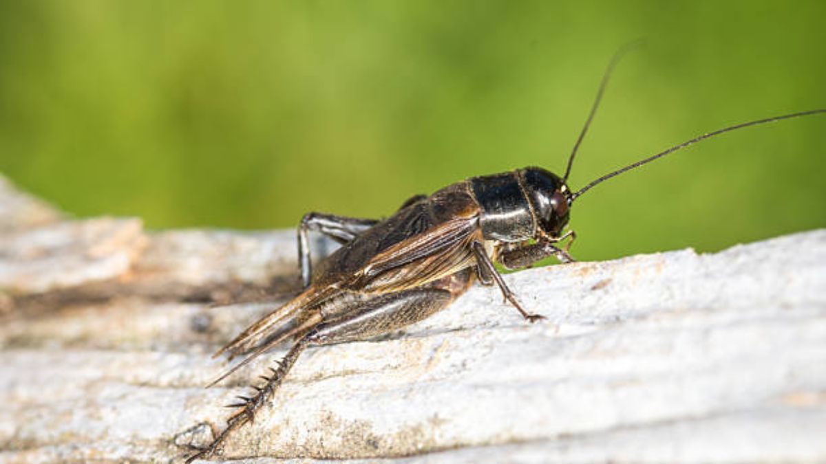 Los 7 significados de escuchar a un grillo cantar en el jardín