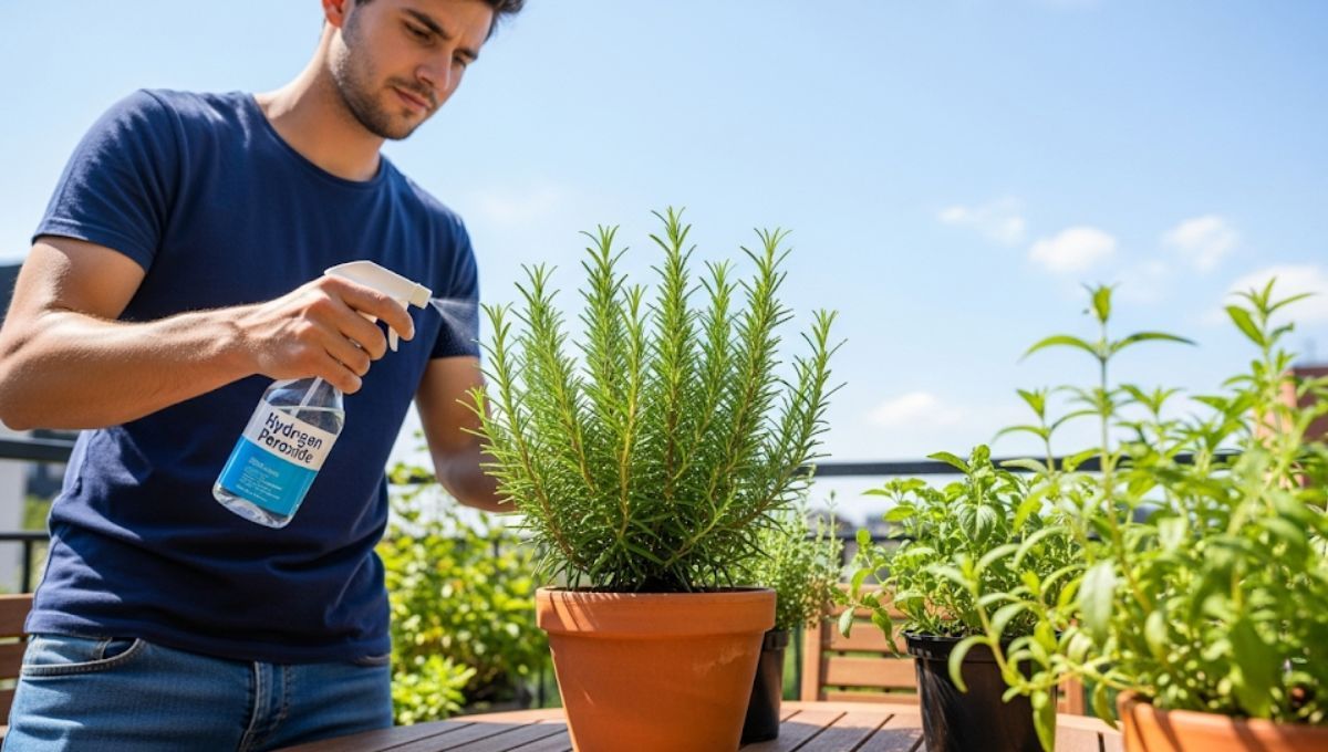 Planta de romero: por qué recomiendan rociarle agua oxigenada y cuáles son los beneficios Planta de romero: por qué recomiendan rociarle agua oxigenada y cuáles son los beneficios