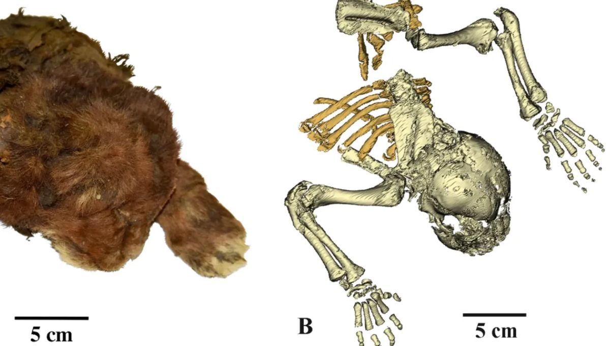 Descubren la momia de un felino prehistórico perfectamente conservada: tendría 37.000 años Descubren la momia de un felino prehistórico perfectamente conservada: tendría 37.000 años
