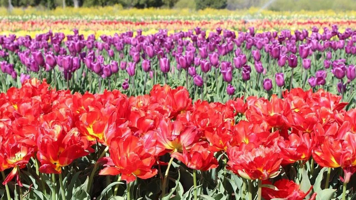 El campo de tulipanes ubicado a 13 kilómetros de Trevelin, en la Patagonia, será visitado por miles de turistas El campo de tulipanes ubicado a 13 kilómetros de Trevelin, en la Patagonia, será visitado por miles de turistas