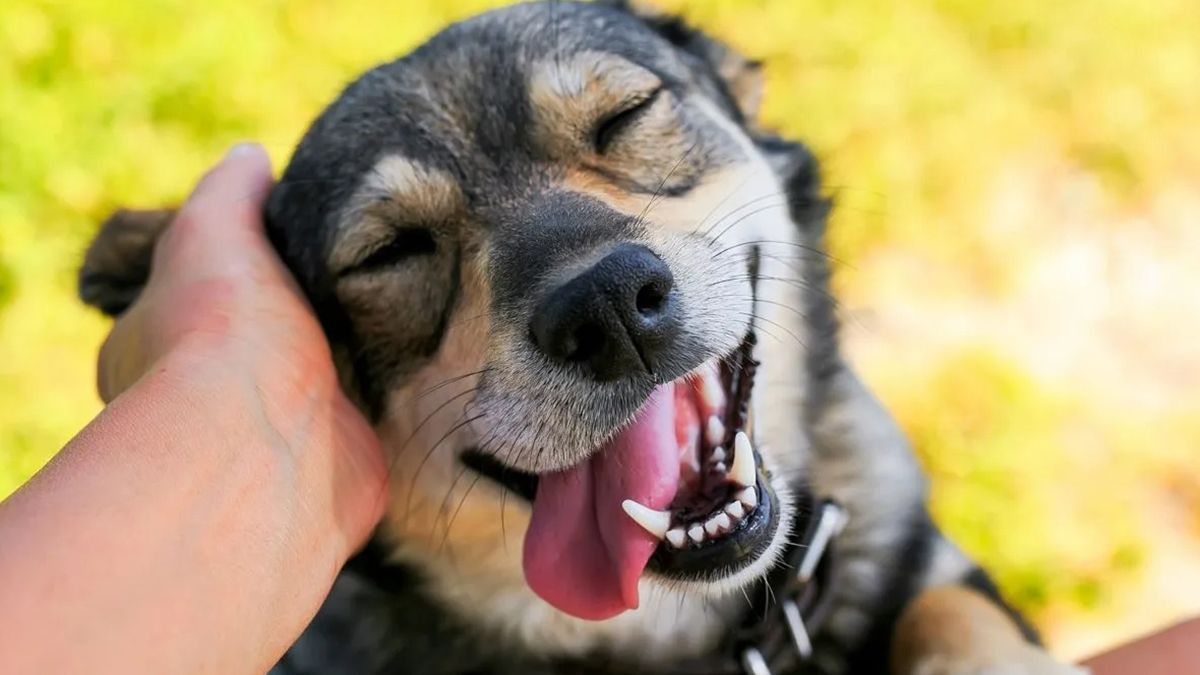 Al adoptar un perro es importante acudir al veterinario para la vacunación y evitar enfermedades como la rabia, moquillo y parvovirus Al adoptar un perro es importante acudir al veterinario para la vacunación y evitar enfermedades como la rabia, moquillo y parvovirus