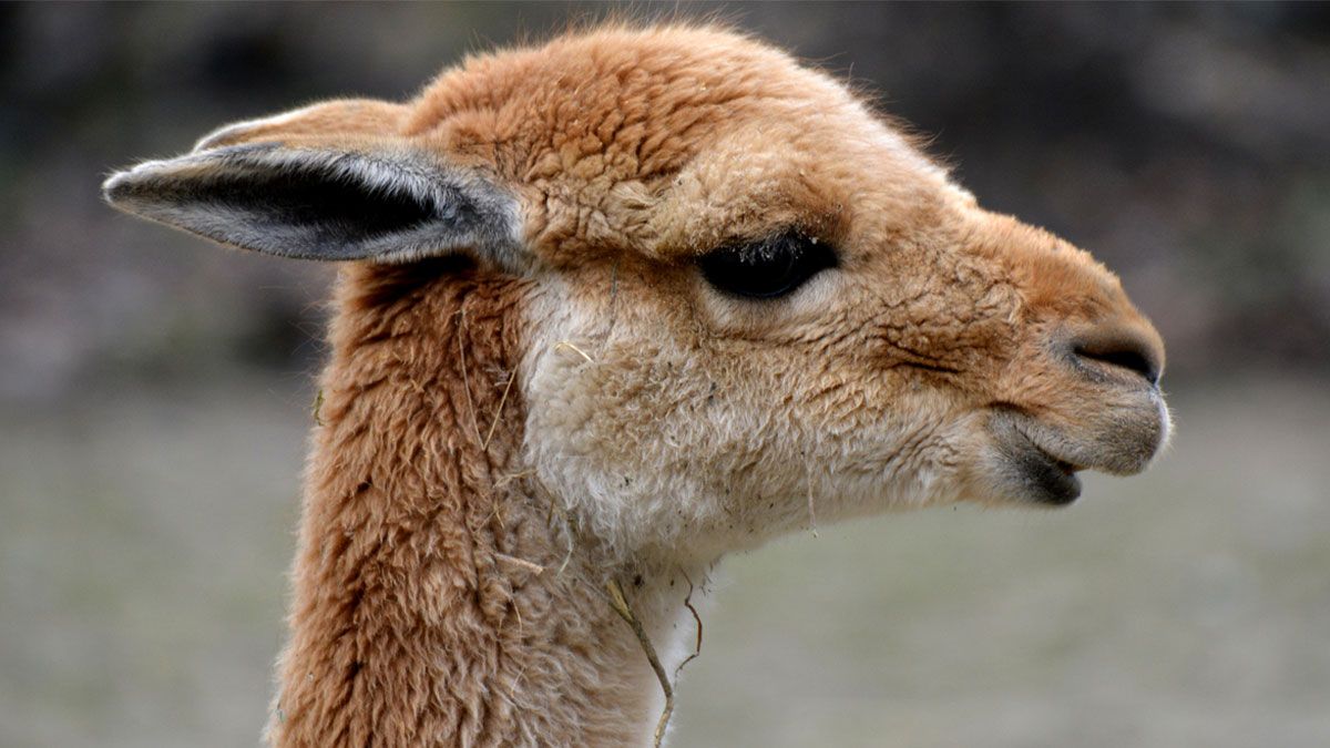 La gente, por lo general, no sabe bien las diferencias que hay entre una llama, un guanaco, una vicuña y una alpaca.