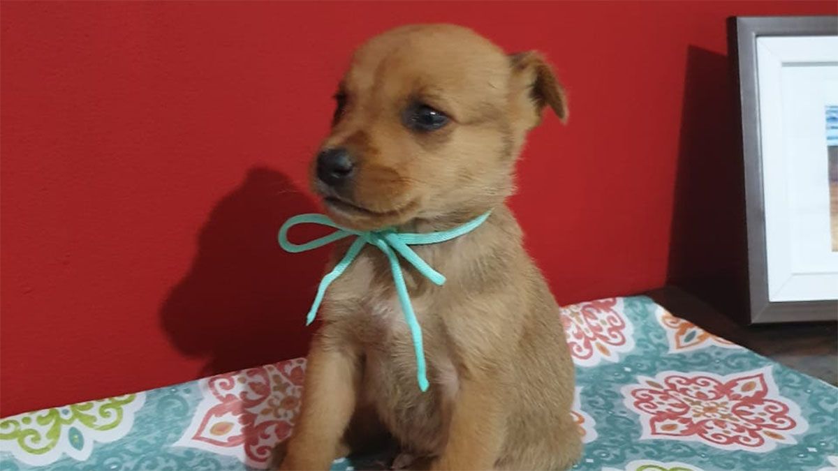 En adopción luego de ser víctima de maltrato animal en San Martín.