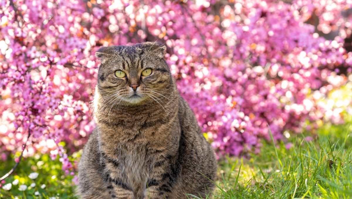 Durante la primavera, los gatos buscan descansar bajo el sol, pero esta acción puede ser peligrosa para su piel y pelaje. Durante la primavera, los gatos buscan descansar bajo el sol, pero esta acción puede ser peligrosa para su piel y pelaje. 