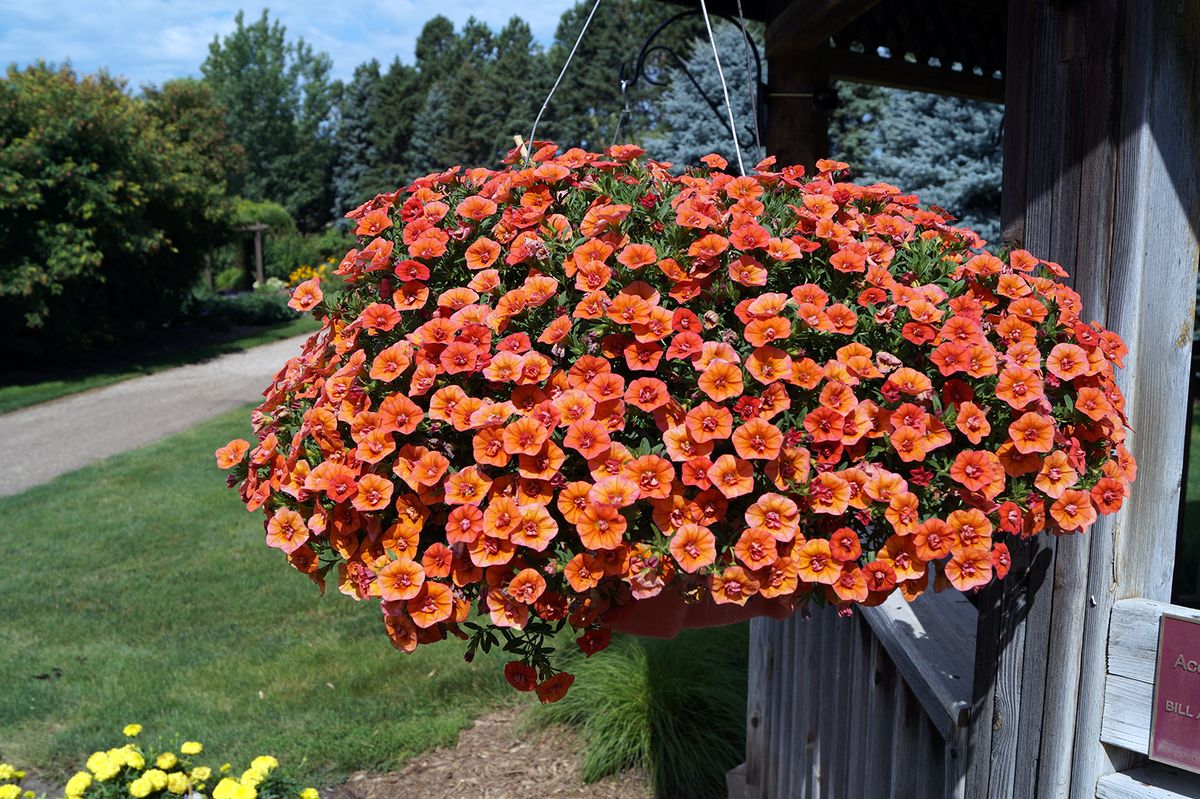 La calibrachoa es una planta que tiene flores pequeñas