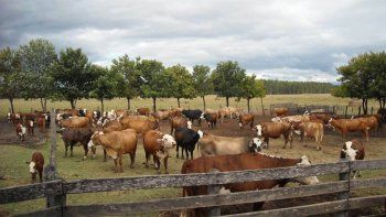Impulsan la producción de forraje para acrecentar la ganadería en el Sur
