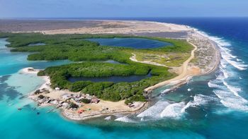 Sacaron las cabras de una isla de América Latina para recuperar el bosque: 15 años después, volvieron los árboles Sacaron las cabras de una isla de América Latina para recuperar el bosque: 15 años después, volvieron los árboles