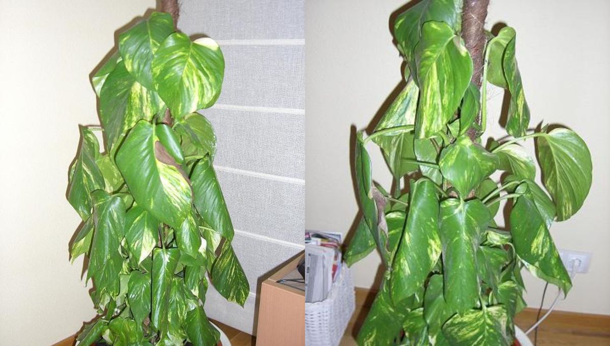 Por qué mi planta de potus tiene las hojas caídas y cómo puedo solucionarlo