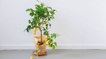 Si tenés un árbol limonero en casa, te contamos qué significa y qué beneficios trae a tu hogar