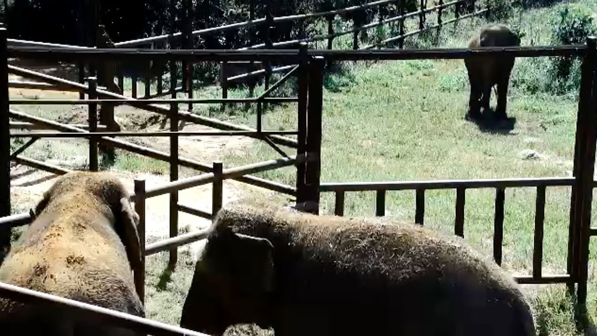 Imagen de las cámaras que monitorean el santuario de Brasil, en la que se ve a Lady mientras observa a Pocha y Guillermina.
