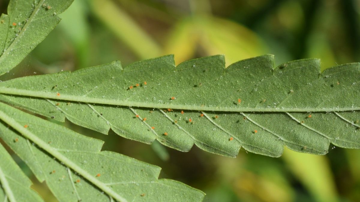 Tips de jardinería para evitar la presencia de la araña roja en las plantas