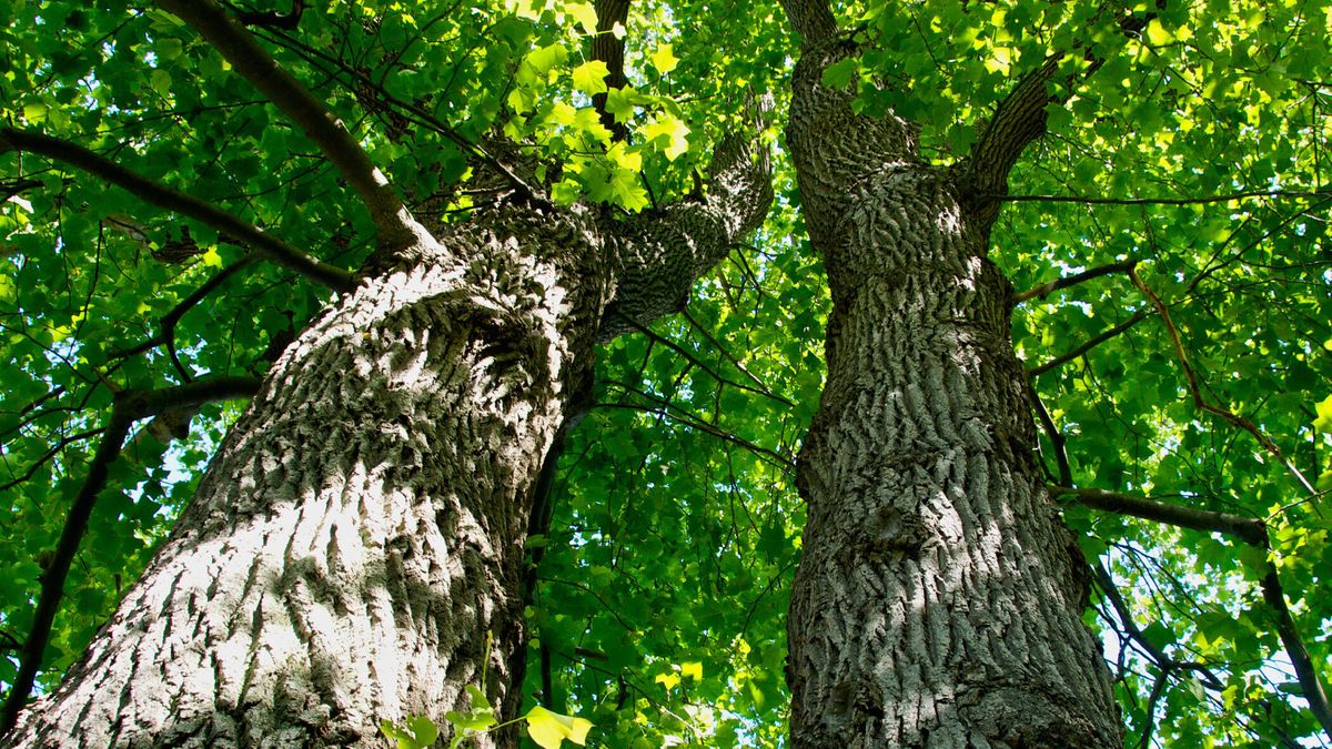 El notable descubrimiento científico que puede ser la solución ante el cambio climático El notable descubrimiento científico que puede ser la solución ante el cambio climático
