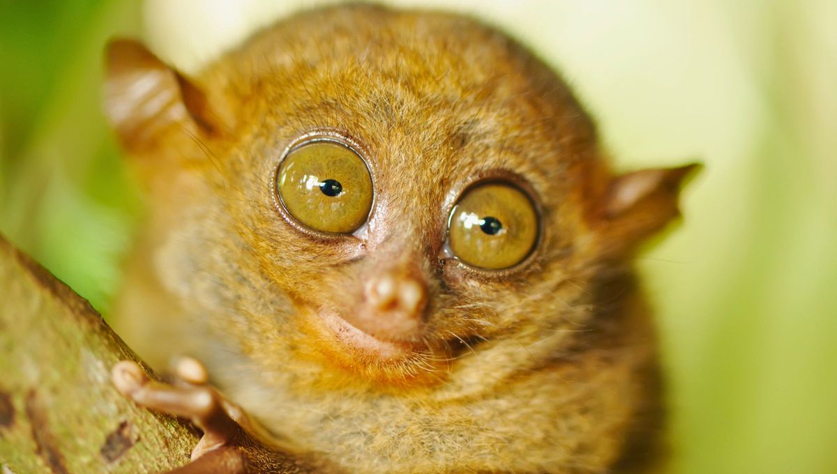 Los tarseros o tarsios son primates haplorrinos del infraorden Tarsiiformes. Junto a los géneros Cephalopachus y Carlito componen la familia Tarsiidae. Los tarseros o tarsios son primates haplorrinos del infraorden Tarsiiformes. Junto a los géneros Cephalopachus y Carlito componen la familia Tarsiidae.