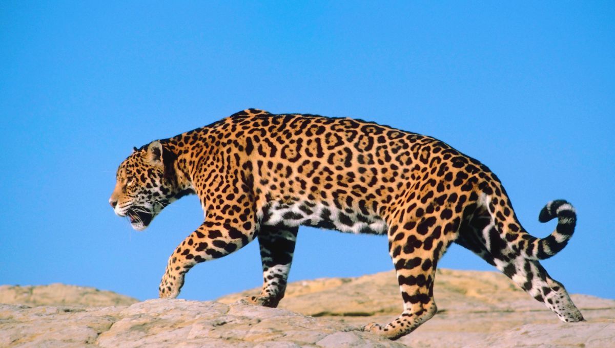 El tercer felino más grande del mundo habita en América Latina y tiene la mordida más fuerte del reino animal El tercer felino más grande del mundo habita en América Latina y tiene la mordida más fuerte del reino animal