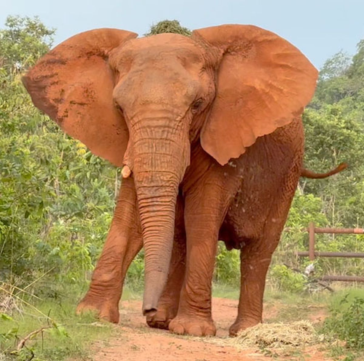 Kenya fue entrenada durante mucho tiempo para viajar 5 d&iacute;as hasta el Santuario de Brasil.