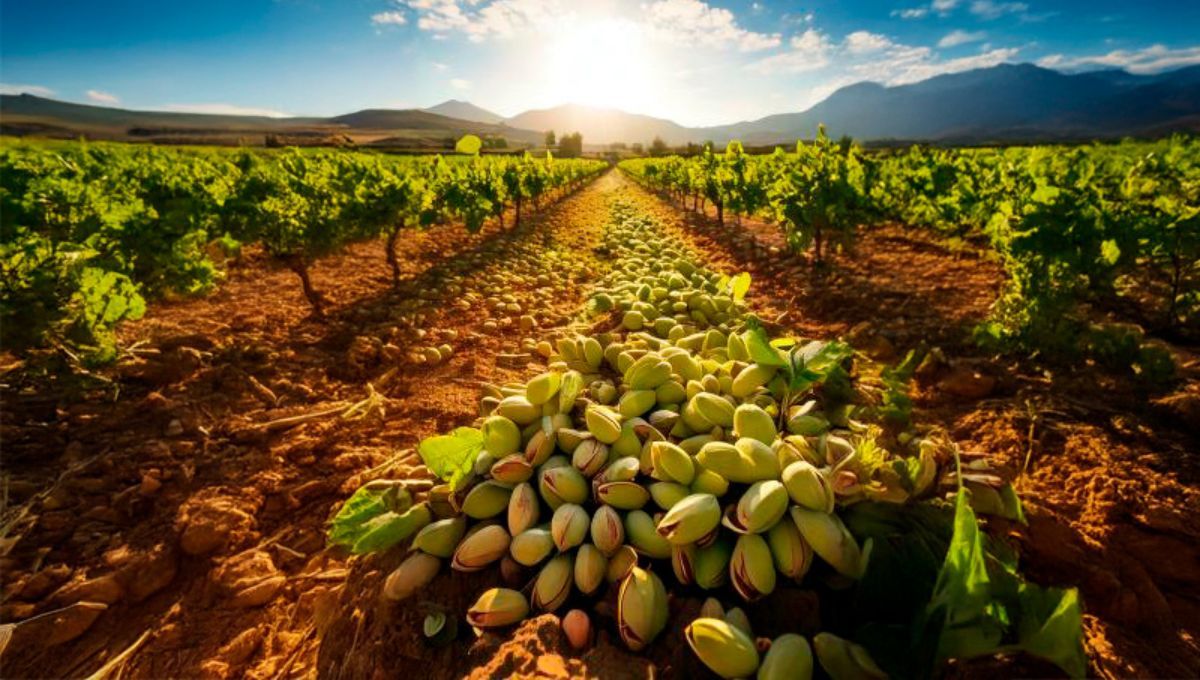 El país de América del Sur que deleita al mundo con su pistacho premium: es uno de los mayores productores