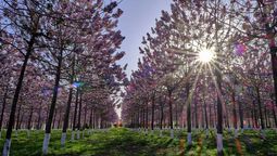 el hermoso arbol que puede reducir la temperatura y crece muy rapido el hermoso arbol que puede reducir la temperatura y crece muy rapido