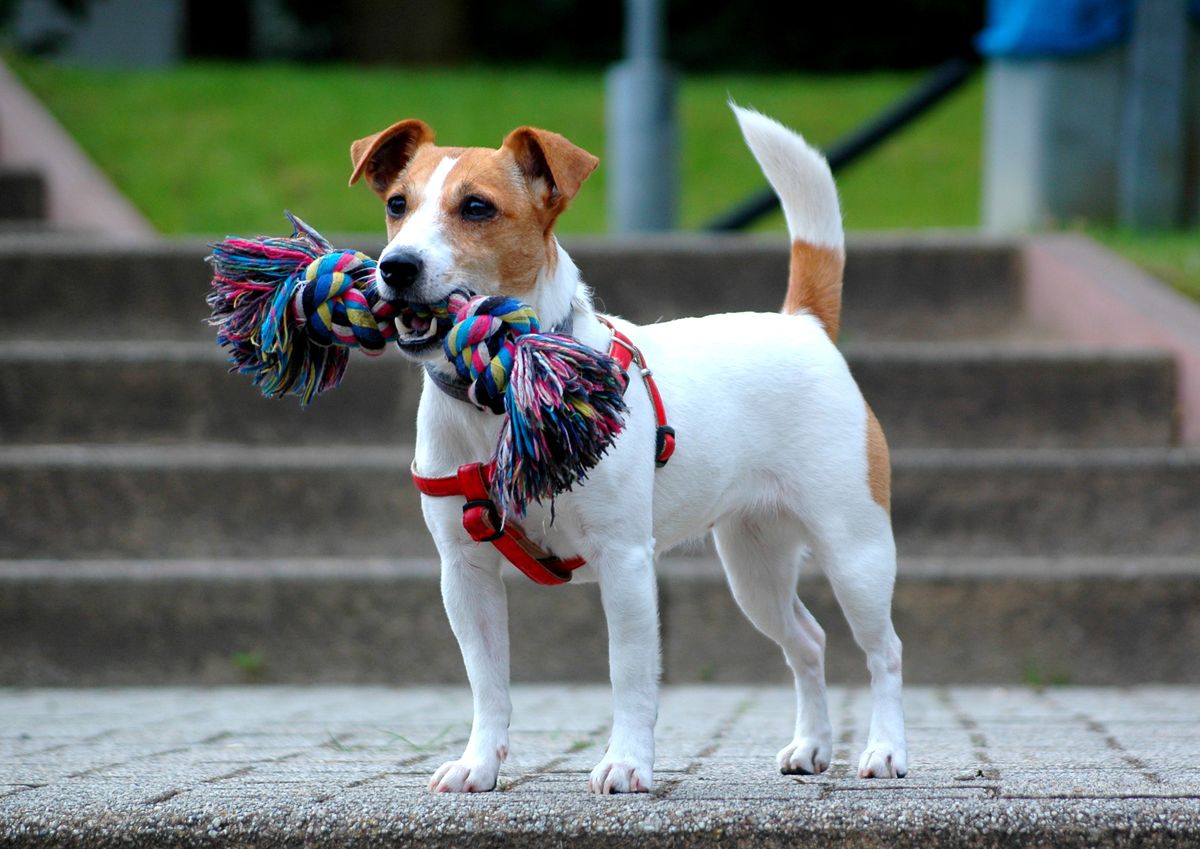 Revoltoso, pero leal: la raza de perro pequeño que es ideal para sumar a tu familia Revoltoso, pero leal: la raza de perro pequeño que es ideal para sumar a tu familia
