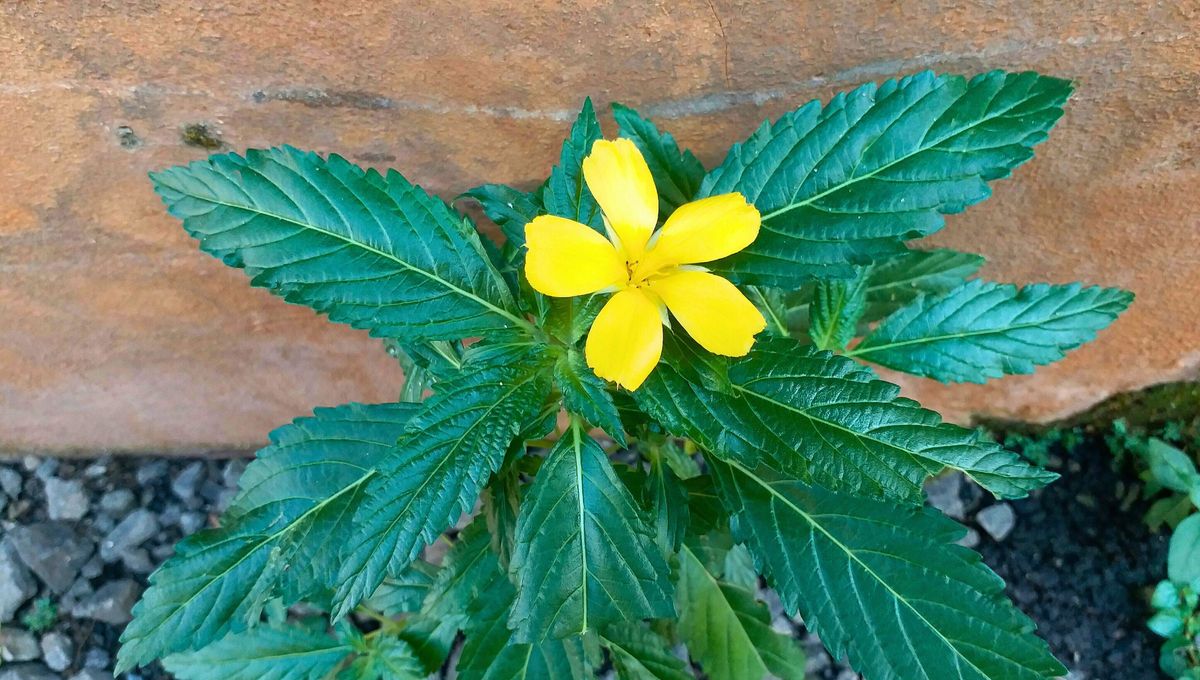 La planta afrodisíaca que combate la impotencia sexual y la frigidez, entre otros beneficios