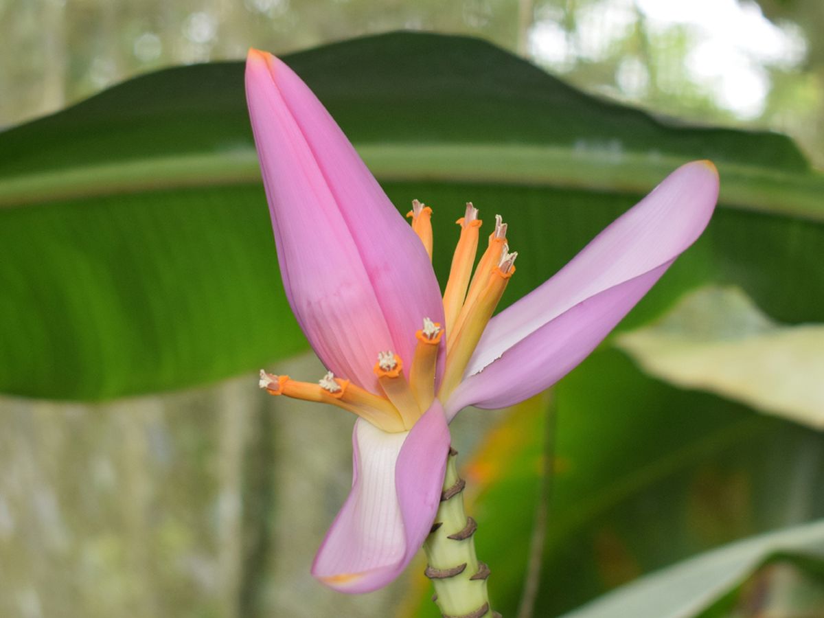 La musa ornata o plátano ornamental es una planta exótica.