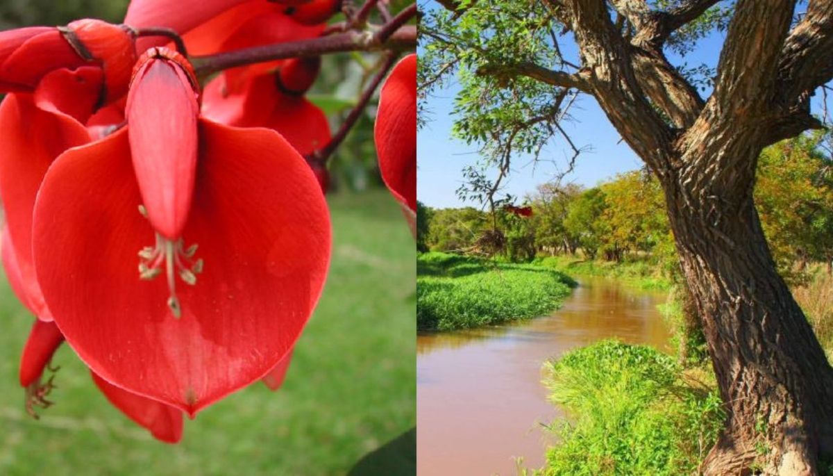 Las flores del árbol son de un color rojizo brillante. Imagen: Cancillería argentina. Las flores del árbol son de un color rojizo brillante. Imagen: Cancillería argentina.