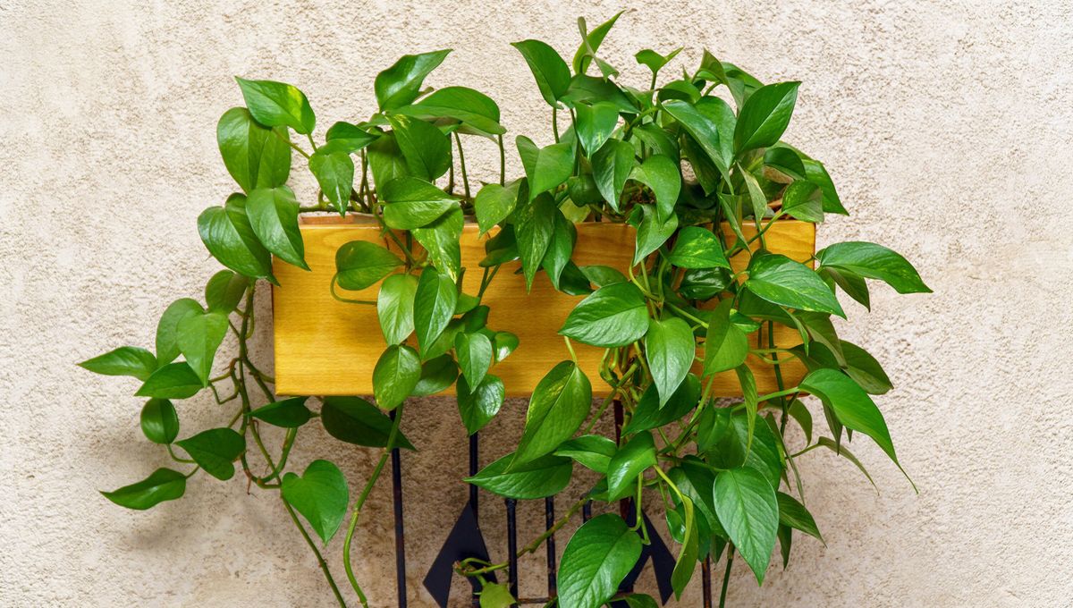 Esta planta crece muy rápido