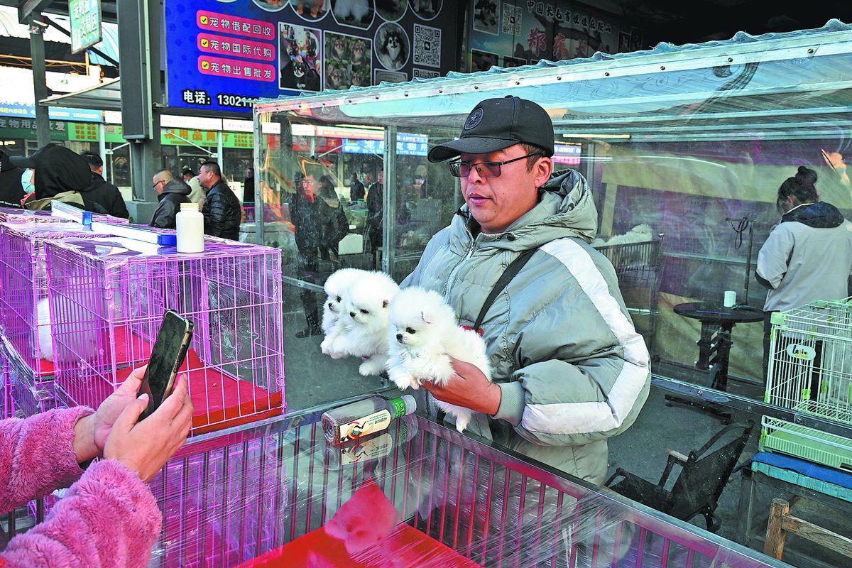 Criadores eligen perros sementales de calidad en una base de cr&iacute;a de bich&oacute;n en Anshan. HUA YUHAN / CHINA DAILY