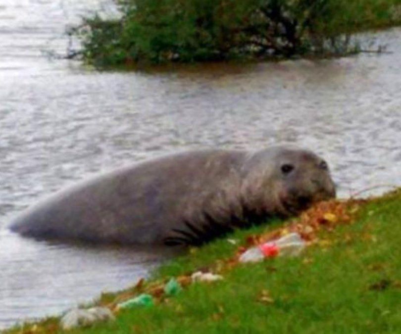 El elefante marino que apareció en Gualeguaychú será trasladado para su recuperación