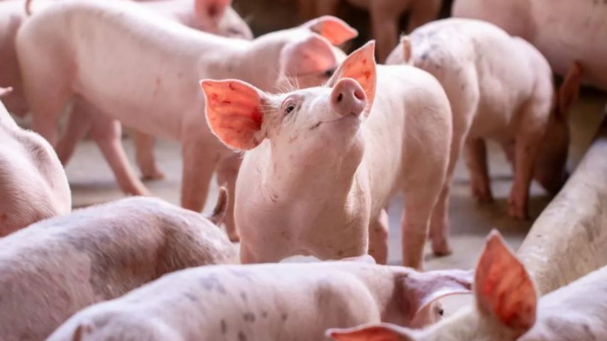 El incendio ocurrió en San Rafael.